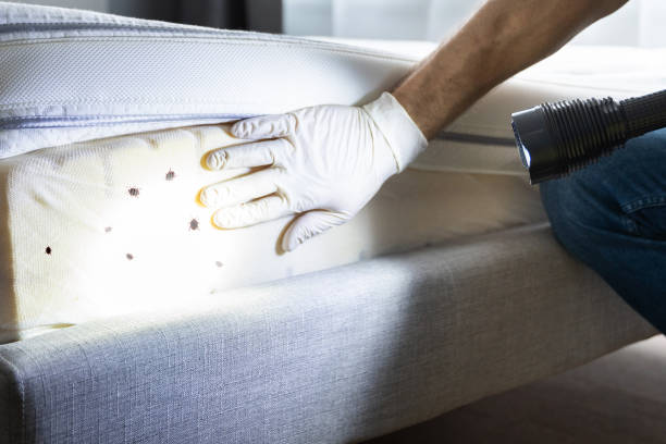 Best Rat Extermination Near Me  in Winfield, TN