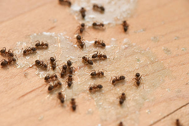 Best Local Pest Control Services  in Winfield, TN