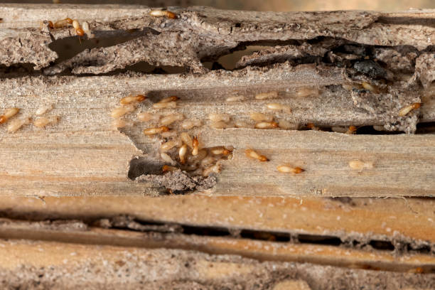 Best Pest Removal Services  in Winfield, TN