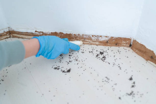 Flea Control Services in Winfield, TN